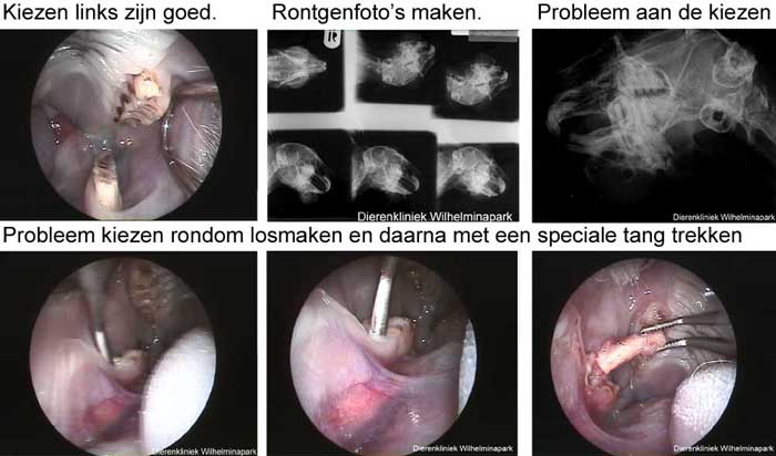We maken rontgenfoto's en gaan het abces behandelen